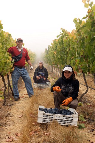 Pickers in Syrah vineyard of Via San Pedro Cachapoal Valley Chile