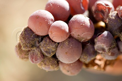 Botrytised Semillon grapes in vineyard of Chteau dYquem Sauternes Gironde France   Sauternes  Bordeaux