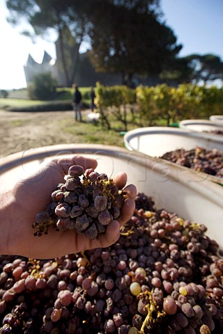Harvested Semillon grapes in vineyard of Chteau dYquem Sauternes Gironde France  Sauternes  Bordeaux