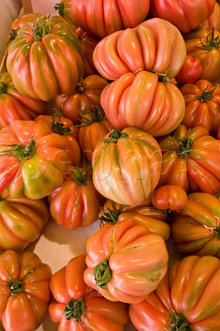 Belriccio tomatoes on sale at Rialto market San Polo Venice Italy