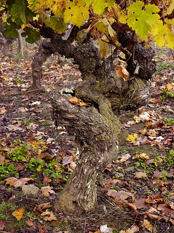 Ancient ungrafted Cabernet Franc vines in OFournier Linares vineyard Maule Chile