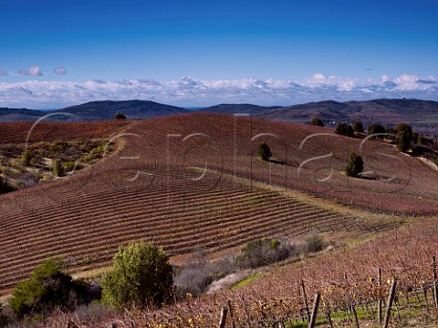 Syrah vines in Villa Alegre vineyard of Concha y Toro Maule Chile