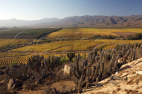 Autumnal vineyards of Tamaya La Serena Chile  Limari Valley