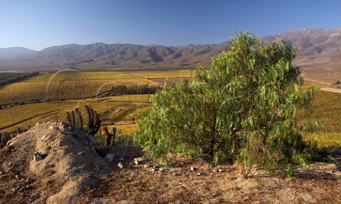 Autumnal vineyards of Tamaya with Schinus Molle tree in foreground  La Serena Chile  Limari Valley
