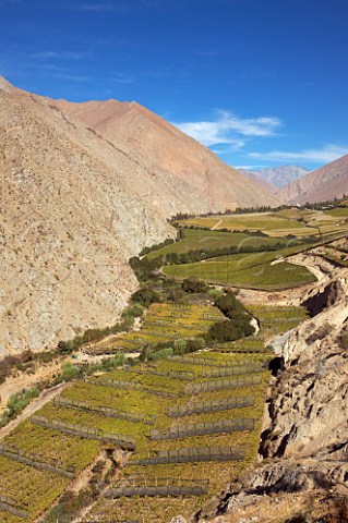 Vineyards in the Elqui Valley with the town of Pisco in the distance Chile  Elqui Valley
