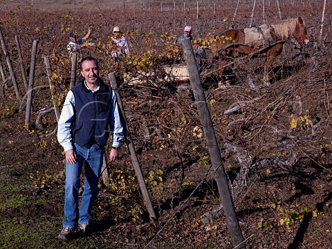Andrs Snchez Westhoff winemaker in organic Cabernet Sauvignon vineyard of Gillmore  Maule Valley Chile