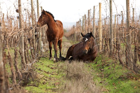 Horses in organic vineyard of Caliterra Colchagua Valley Chile