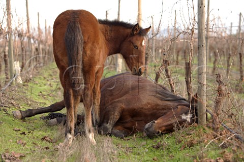 Horses in organic vineyard of Caliterra Colchagua Valley Chile