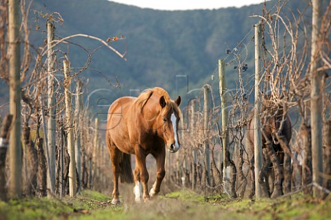 Horses in organic vineyard of Caliterra Colchagua Valley Chile
