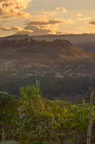 Looking over Merlot vineyard of The Pines Mill Creek Valley The Dalles Oregon USA  Columbia Gorge