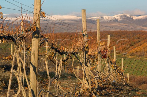 Old Zinfandel vineyard of The Pines Mill Creek Valley  The Dalles Oregon USA   Columbia Gorge