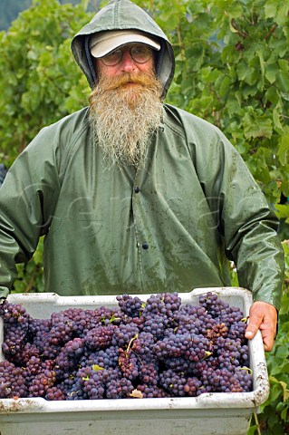 Harvesting Pinot Gris in vineyard of Henry Estate  Umpqua Oregon USA  Umpqua Valley