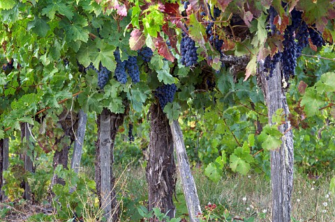 Old Cabernet Sauvignon vines in Hillcrest Winery vineyard Roseburg Oregon USA  Umpqua Valley