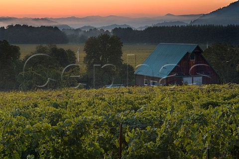 Melrose Vineyards  Roseburg Oregon USA  Umpqua Valley