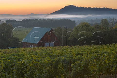 Melrose Vineyards  Roseburg Oregon USA  Umpqua Valley