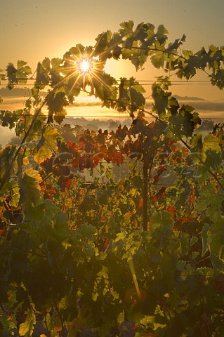 Sunrise in vineyard of Melrose Roseburg Oregon USA  Umpqua Valley