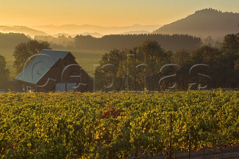 Vineyards at Melrose  Roseburg Oregon USA  Umpqua Valley