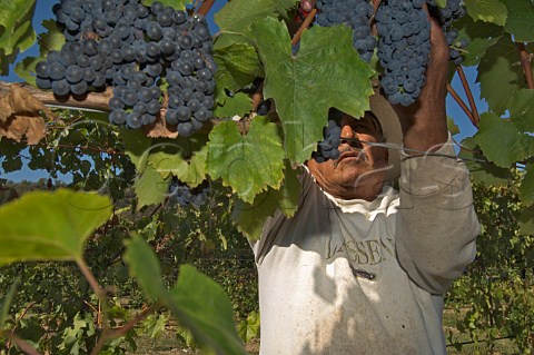 Picking Baco Noir grapes in Bruckmeiers South Fork Vineyard for Melrose Roseburg Oregon USA  Umpqua Valley