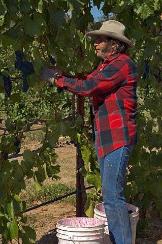 Picking Baco Noir grapes from Bruckmeiers South Fork Vineyard for Melrose  Roseburg Oregon USA  Umpqua Valley