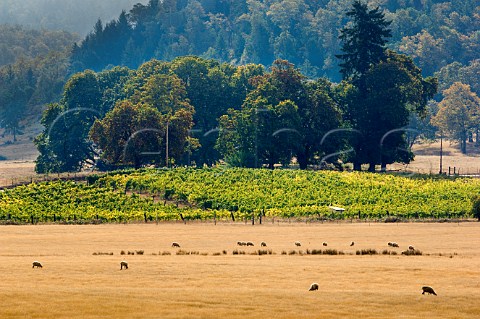 Vineyards of Wetherell Roseburg Oregon USA  Umpqua Valley