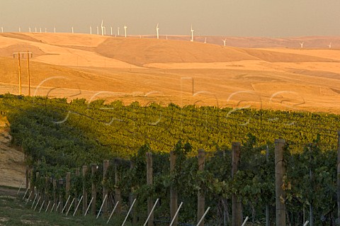 Vineyard of Seven Hills with wind turbines in the distance  Oregon USA  Walla Walla Valley