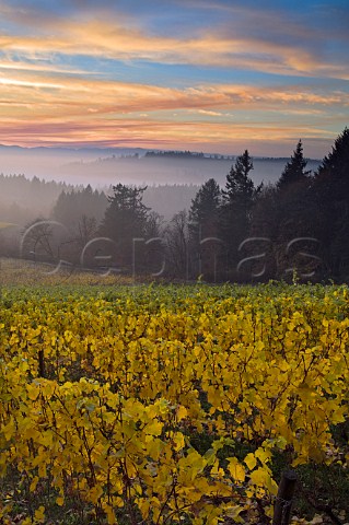 Sunset and mist over Bryan Creek Vineyard of Adelsheim  Newberg Oregon USA  Willamette Valley