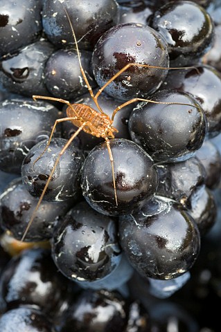 Spider on Pinot Noir clone 777 of Amity Vineyards  Amity Oregon USA  Willamette Valley