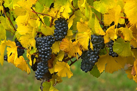 Pinto Noir 777 clone grapes at Amity Vineyards  Amity Oregon USA  Willamette Valley