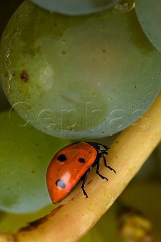 Ladybird on Chardonnay grapes in the Amity Hills  Amity Oregon USA  Willamette Valley