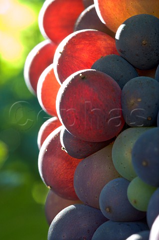 Pinot Noir grapes in Bayless Vineyard  Lafayette Oregon USA  Willamette Valley