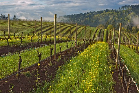 Spring time mustard in Bella Vida vineyards with Maresh vineyards in the background  Dundee Oregon USA  Willamette Valley