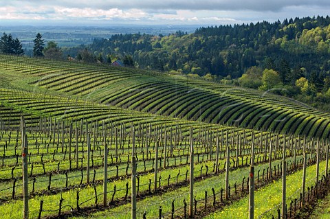 Bella Vida vineyard with Maresh vineyard and its red barn beyond in the Dundee Red Hills near Dundee Oregon USA Willamette Valley