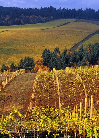 Knudsen vineyards Red Hills Dundee Oregon USA  Willamette Valley
