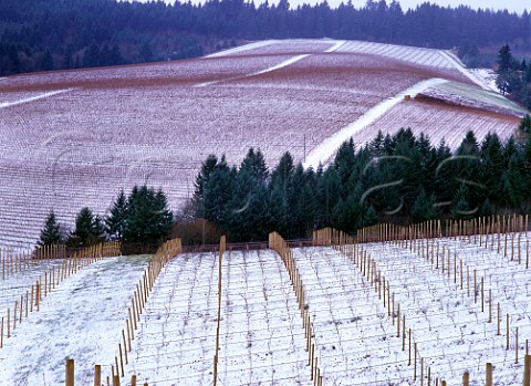 Snow in vineyards of Knudsen and Whiteside Red Hills  Dundee Oregon USA  Willamette Valley