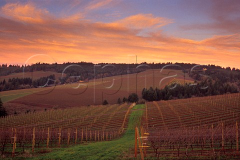 Knudsen vineyards Red Hills  Dundee Oregon USA  Willamette Valley