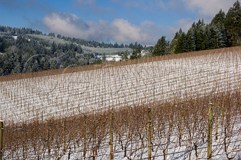 Snowcovered Knudsen vineyard seen from Bella Vida vineyards Red Hills Dundee Oregon USA  Willamette Valley