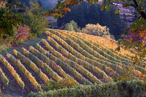 Autumn colours in Coral Creek vineyard of Chehalem  Newberg Oregon USA  Willamette Valley