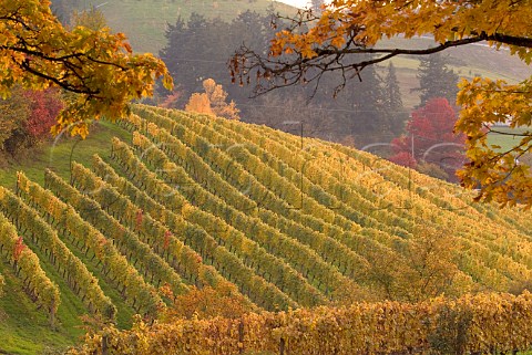 Autumn colours in Coral Creek vineyard of Chehalem  Newberg Oregon USA  Willamette Valley