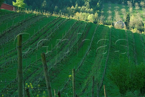 Vines of Whiteside vineyards Red Hills  Dundee Oregon USA  Willamette Valley
