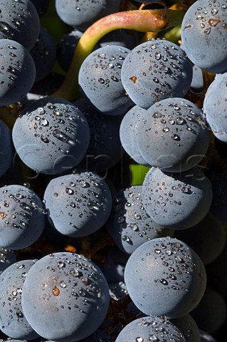 Tempranillo grapes of Tualatin Vineyard Banks Oregon USA  Willamette Valley