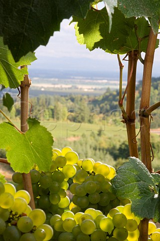 Chardonnay grapes in Knudsen vineyard  Dundee Oregon USA  Willamette Valley
