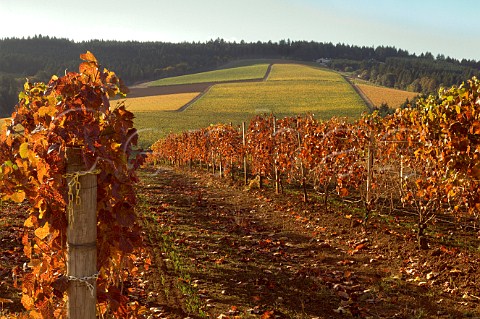 Autumn colours over the Knudsen vineyard seen from Maresh vineyard Red Hills  Dundee Oregon USA  Willamette Valley