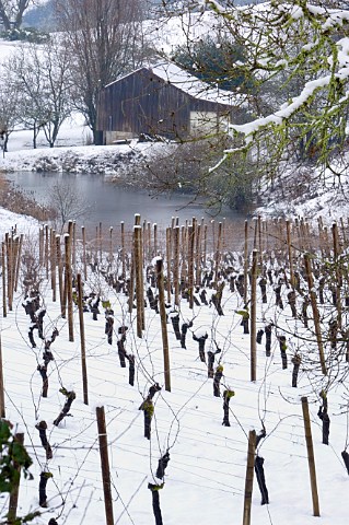 Snowcovered vineyard frozen pond and barn at Elk Cove  Gaston Oregon USA  Willamette Valley