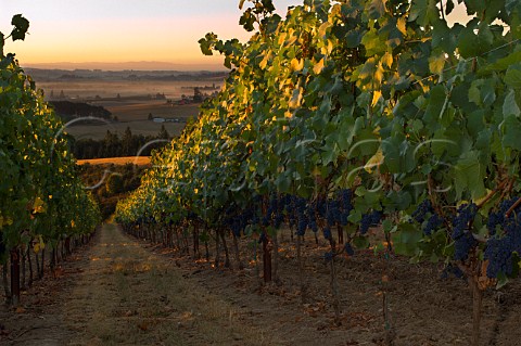 Mount Richmond Pinot Noir vineyard of Elk Cove  Yamhill Oregon USA  Willamette Valley