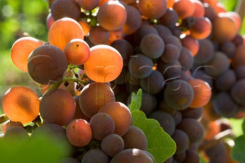 Pinot Gris grapes in Mount Richmond vineyard of Elk Cove  Yamhill Oregon USA  Willamette Valley