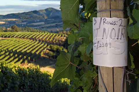 Pinot Noir sign in vineyard of David Hill  Forest Grove Oregon USA  Willamette Valley