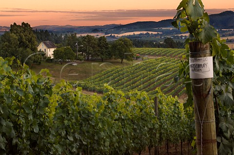 Vineyard at David Hill Vineyard  Winery  Forest Grove Oregon USA  Willamette Valley