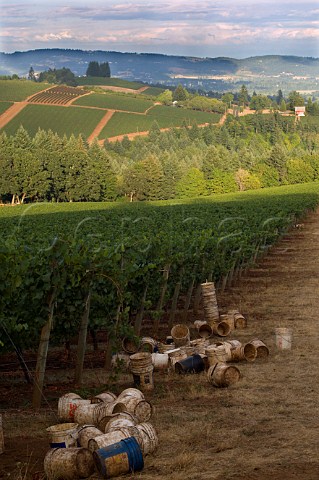 Pickers buckets in Knudsen Chardonnay vineyard   Dundee Oregon USA  Willamette Valley