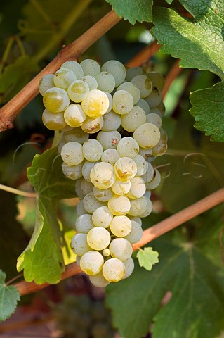 Sauvignon blanc grapes in vineyard of Jim Maresh Red Hills Dundee Oregon USA  Willamette Valley