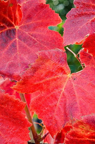 Red Pinot noir leaves in the Maresh Red Hills vineyard Yamhill County Willamette Valley Oregon USA  Willamette Valley